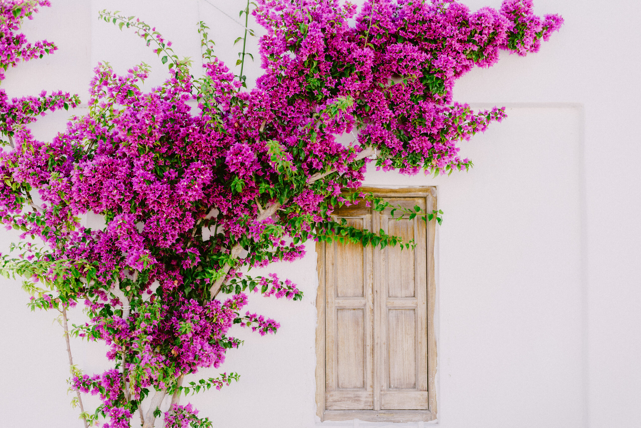 PLANTS FOR A HOUSE BY THE SEA